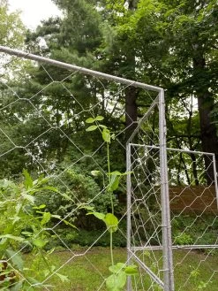 Chicken Wire Pea Trellis -Garden Tools Store 8612718 7302