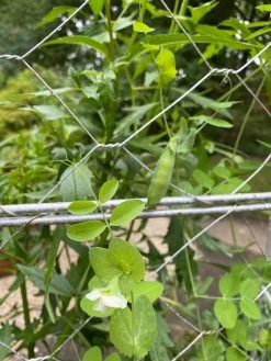 Chicken Wire Pea Trellis -Garden Tools Store 8612718 7307