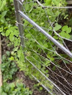 Chicken Wire Pea Trellis -Garden Tools Store 8612718 7312