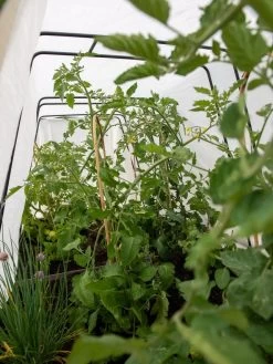 Cotton All Purpose Garden Cover 10 Cotton All Purpose Garden Cover -Garden Tools Store 8612815 0039 tif