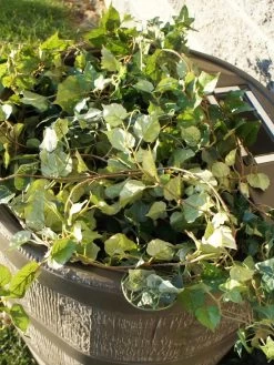 Round Rain Barrel With Planter, 35 Gallons -Garden Tools Store 8612856WALNT 03V tif