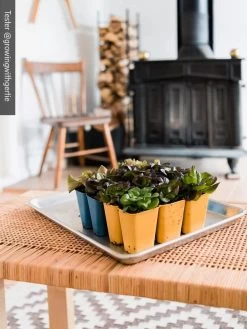 Gardener's Best® XL 6-Cell Planting Tray, Set Of 4 -Garden Tools Store 8613031 01IN cdt