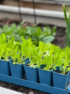 Gardener's Best® XL Seed Starting Kit -Garden Tools Store 8613066 01TEST