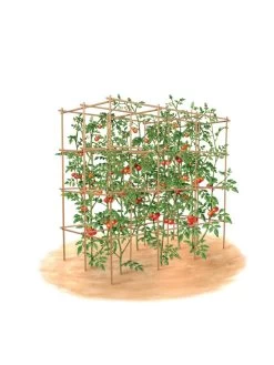 Tomato Six Pack Support -Garden Tools Store 8613143 art flat