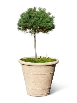 Self-Watering LavaStone® Anson Pot -Garden Tools Store 8613256 0138