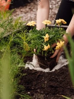 Hortiwool ®, 5 Pad Pack -Garden Tools Store 8613263 12v