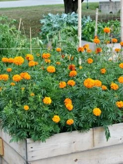 SeedSheets Organic Vegetable Garden, Easy Breezy Caprese, 4' X 8' 9 SeedSheets Organic Vegetable Garden, Easy Breezy Caprese, 4' X 8' -Garden Tools Store 8613295 04V