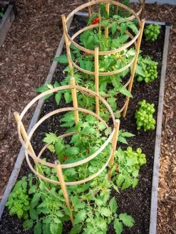 Bamboo Tomato Cages, Set Of 3 13 Bamboo Tomato Cages, Set Of 3 -Garden Tools Store 8613426 6916