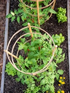 Bamboo Tomato Cages, Set Of 3 14 Bamboo Tomato Cages, Set Of 3 -Garden Tools Store 8613426 6921