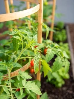 Bamboo Tomato Cages, Set Of 3 15 Bamboo Tomato Cages, Set Of 3 -Garden Tools Store 8613426 6934