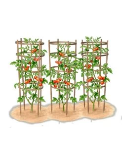 Bamboo Tomato Cages, Set Of 3 18 Bamboo Tomato Cages, Set Of 3 -Garden Tools Store 8613426 art