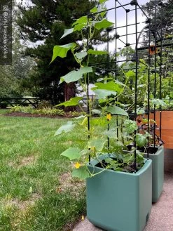 Oasis Self-Watering Tomato Planter With Trellis -Garden Tools Store 8613440 02TEST