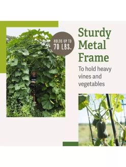 Titan Squash Tunnel 13 Titan Squash Tunnel -Garden Tools Store B07932DMCR plantsupport benefits 2