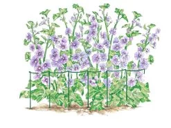 Curved Linking Stakes -Garden Tools Store GS35240 01S tif