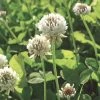 White Clover Seed, 1/2 Lb. -Garden Tools Store GS35957 01K