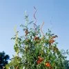 Rainbow Spiral Supports, Set Of 5 2 Rainbow Spiral Supports, Set Of 5 -Garden Tools Store GS36377 01 tif