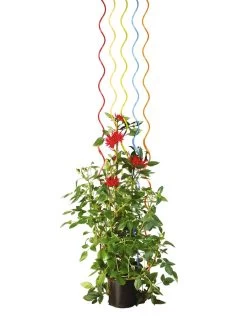 Rainbow Spiral Supports, Set Of 5 -Garden Tools Store GS36377 03S tif