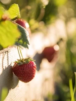 3-Tier Strawberry Bed -Garden Tools Store Strawberry3 3167 tif