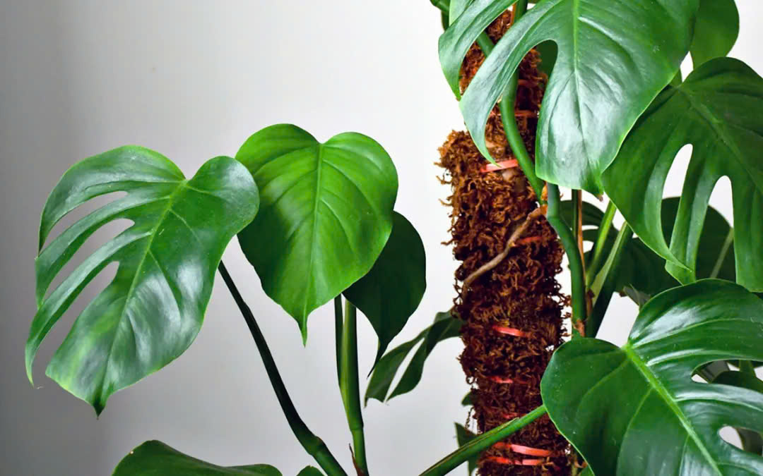 Garden Tools Store -Garden Tools Store z6380172871878 c766675247d577b0dbe6a27770f18412