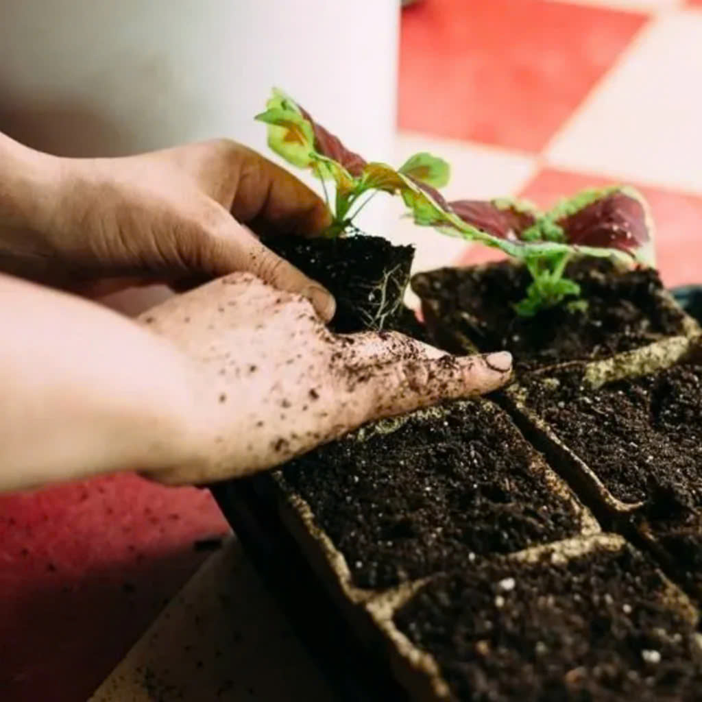 Garden Tools Store -Garden Tools Store z6380308879490 280d7790960b9152aa930829fa592fe7